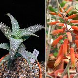 Aloe buzairiensis (Jabal Buzairi, Socotra) Exceptional! Very Rare, erect, up to 1.5m high in habitat; discovered by J.Lodé